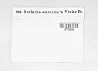 Mycosphaerella asteroma image